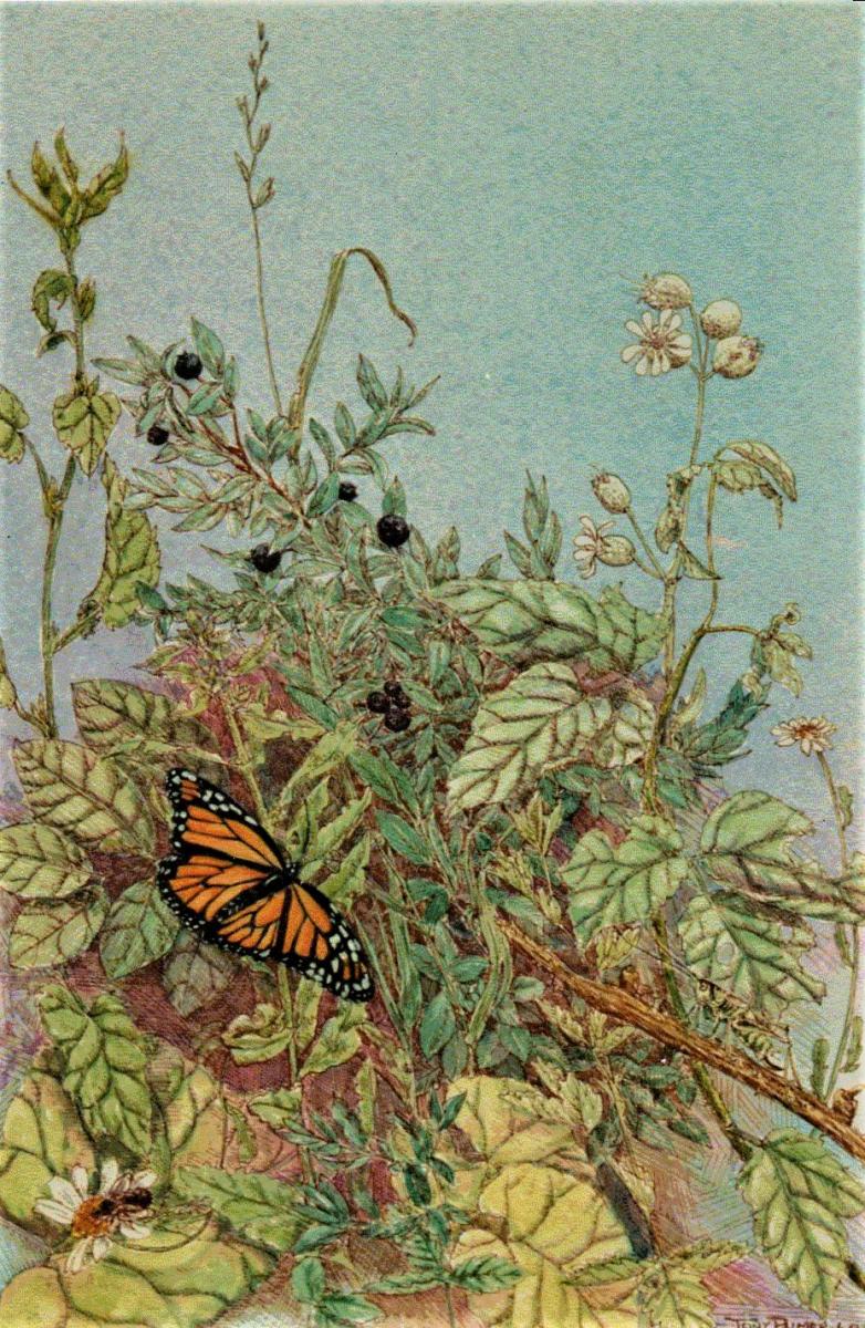 A13.-Etude-de-la-nature.-‘Printemps.-Plume-encre-et-Lavage-acrylique.-Vendu