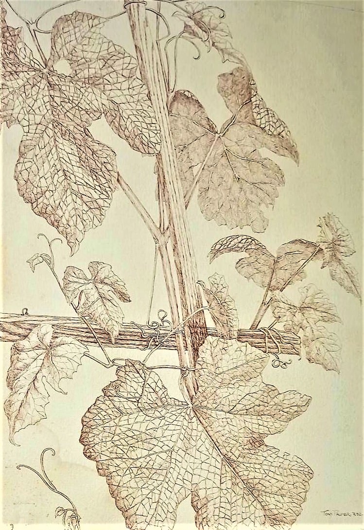 A16.-Feuilles-de-vigne.-Plume-et-encre.-Disponible