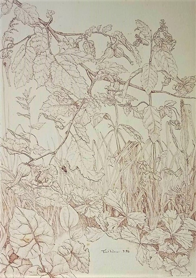 A17.-Etude-de-la-nature-stylo-et-encre.-1994.-Disponible