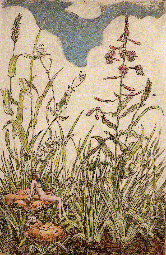 A67.-MUSHROOM-FAIRY.-Coloured-etching-1983.-Series-sold